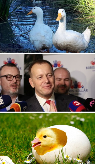 Kačičky